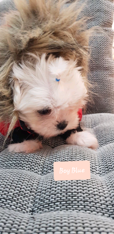 gumtree maltese puppies